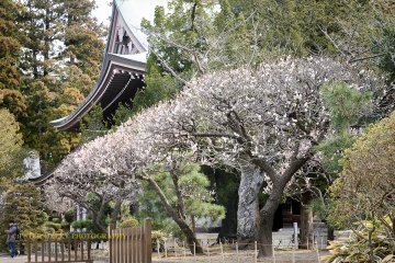 Plum blossoms in front of the Butsuden.