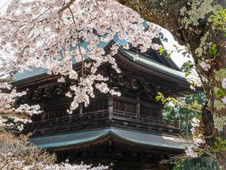 Cherry blossoms and the Sanmon gate.