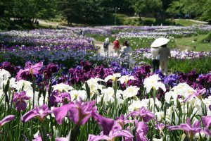 Ijimino Park Iris Garden
