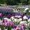 Ijimino Park Iris Garden