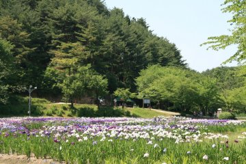 Ijimino Park is one of Japan's top iris gardens