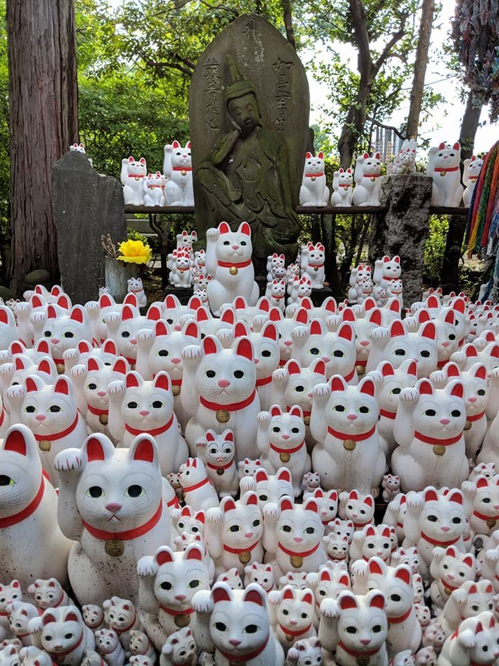 Destinations for Cat Lovers in Japan