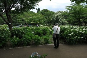 Hydrangea Spots Across Kanagawa