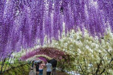 The world’s longest wisteria tunnels at Kawachi Fuji-en
