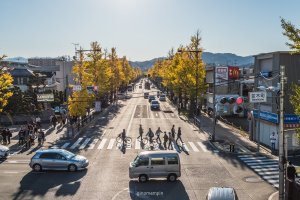 Koshu Kaido Avenue is lined with ginkgos