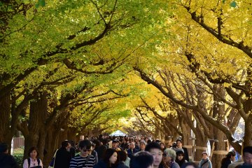 Crowds admiring the changing leaves at Meiji Jingu Gaien