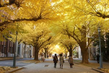 The University of Tokyo is said to have inspired other ginkgo tree-lined avenues