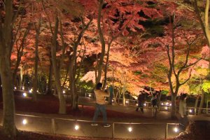 Shuzenji Niji no Sato Autumn Light Up
