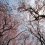 Jindai Botanical Garden Sakura Festival 2025