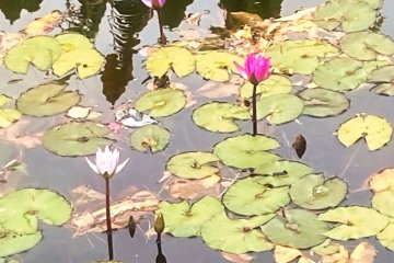 Water lily at Lotus Pond