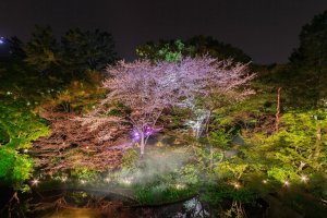 Gotenyama Sakura Festival