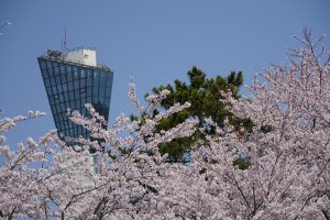 Sakura Spots in Iwaki City, Fukushima