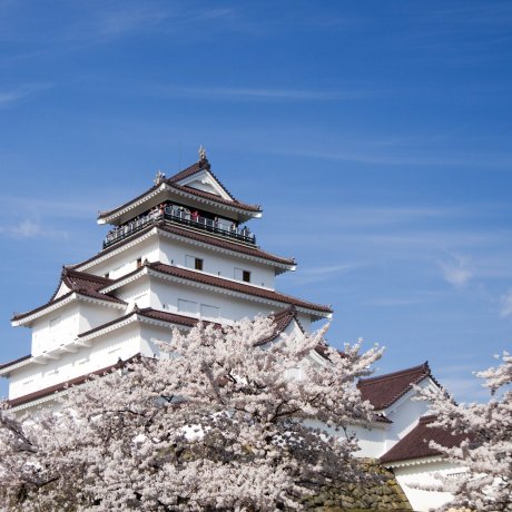 Tsuruga Castle Cherry Blossom Festival