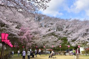 Mt. Konpira & Setogawa Cherry Blossom Festival