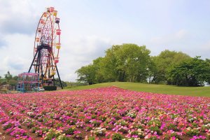 Spring Flowers at Tokyo German Village