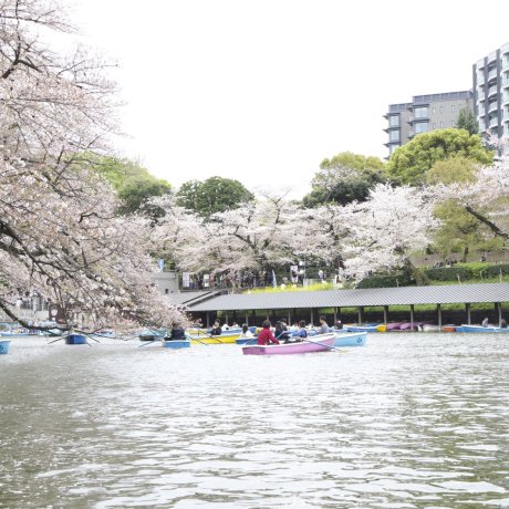 Chidorigafuchi Sakura Boat Cruise