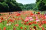 Kurihama Flower Park Poppy &amp; Nemophila Festival