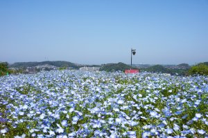 Kurihama Flower Park Poppy & Nemophila Festival