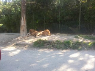 Lazy lions