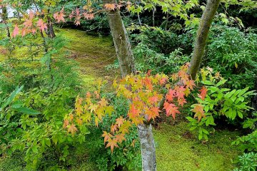 Autumn garden of Koetsu-ji Temple