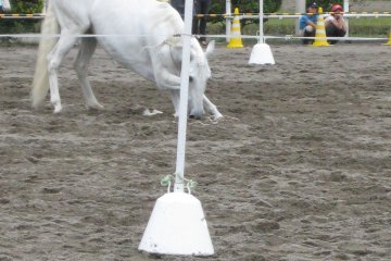 <p>The acrobatic show put on by horse and trainer is spectacular and astounding.</p>