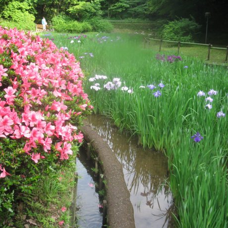 Meiji Jingu's Inner Gardens