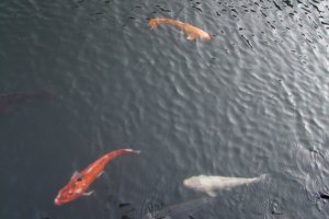 Colorful koi swimming right up to you
