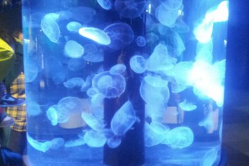 Delicate jelly fish