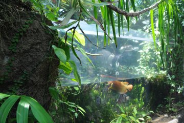 The aquarium has four floors, one of which is a botanical garden.
