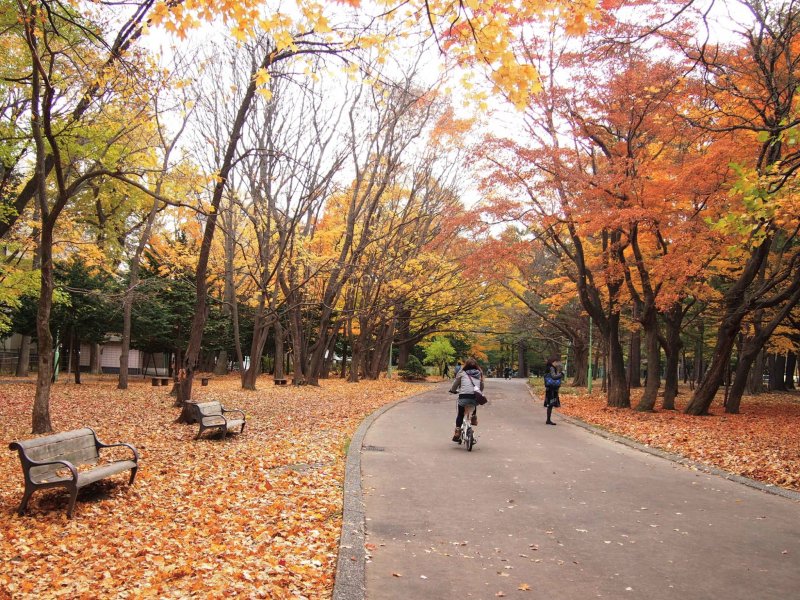 The walk through the Maruyama Park to the shrine is very enjoyable on a sunny autumn day.