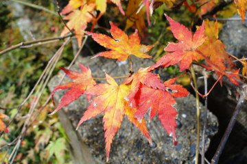 Maple leaves ablaze