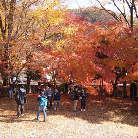 Fall at Mount Takao 