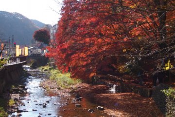 Even in late November, the Momijis are a stunning red.