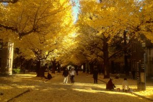 The gingko tree avenue in their full glory. This golden carpet will last a week or two, and is especially spectacular on a clear, sunny day.