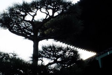 <p>Pine and roof silhouette</p>