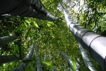 One thing that will strike you as you look up into the tops of the bamboo is how many shades of green there are