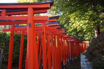 <p>On each of these torii, there is a name of the donor that has contributed to the Nezu Jinja.&nbsp;</p>