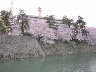 Cherry blossoms at Fukui Castle during daytime. The modern building of the Prefectural government was built inside the ruins