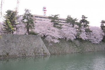 Cherry blossoms at Fukui Castle during daytime. The modern building of the Prefectural government was built inside the ruins