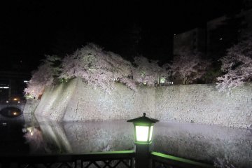 Green light from the lantern is added to the colors of cherry trees