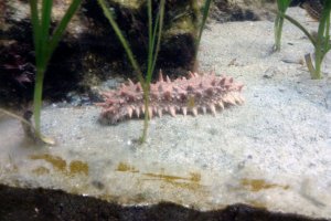 A spiky sea slug creeps among the seaweed