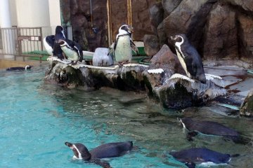 <p>The penguin area is located in the main plaza. There are several species in the two adjacent enclosures. The penguins are very energetic, occasionally&nbsp;making noises and swimming around happily.</p>