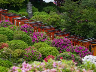 Cận cảnh con đường cổng torii được bao quanh bởi những bông đỗ quyên đang nở