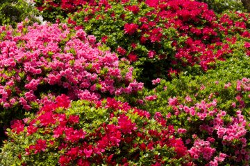 <p>Azalea bushes in full bloom;&nbsp;you&#39;ve got quite a variety of different colors here.</p>