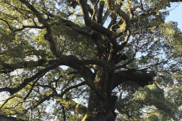 사원에 있는 다섯 개의 나무 중, 800년 된 거대한 녹나무