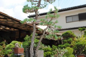 More bonsai from Toju-en