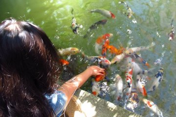 Feeding friendly fish from my fingers