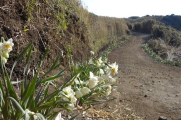 When you visit Joga-shima in January to February, white daffodil along the trail will give off a faint sweet fragrance.