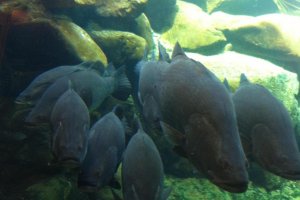 The Osakanakan aquarium of river fish
