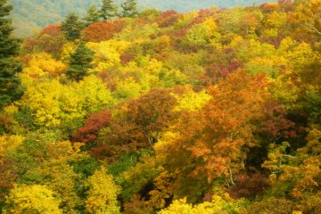 This is a view of the turning of the autumn leaves from Kurikoma Sanso and Sugawa Plateau Hot Springs.